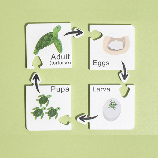 Growth cycle puzzle