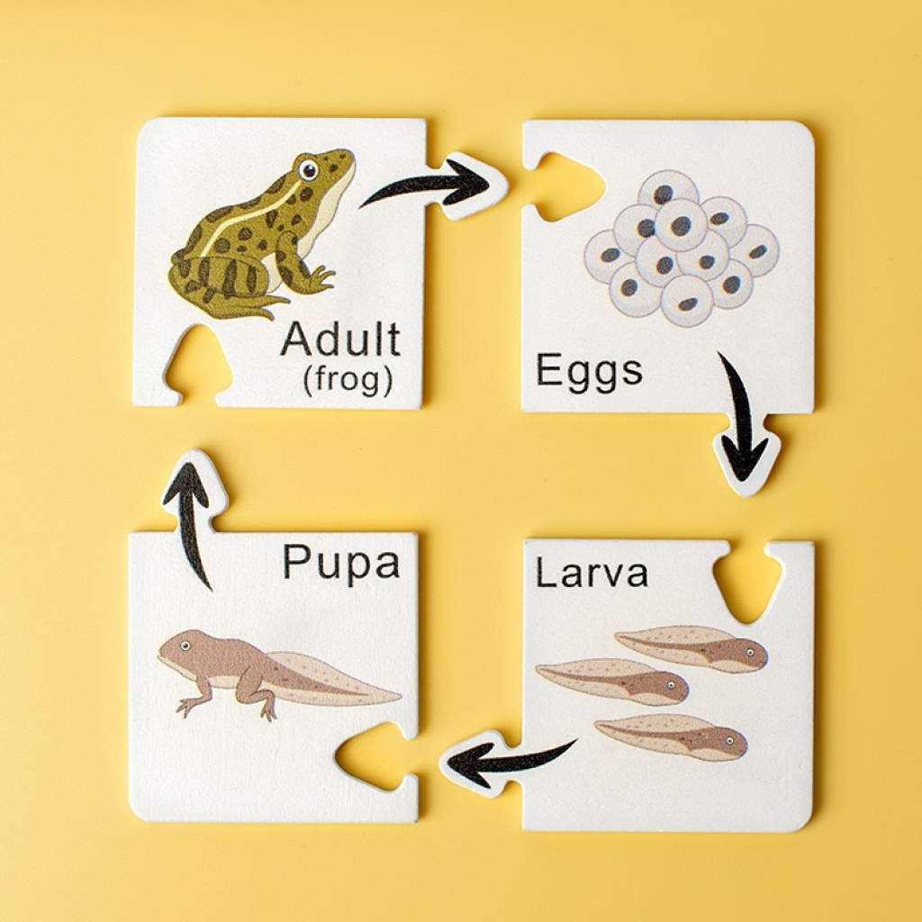 Growth cycle puzzle